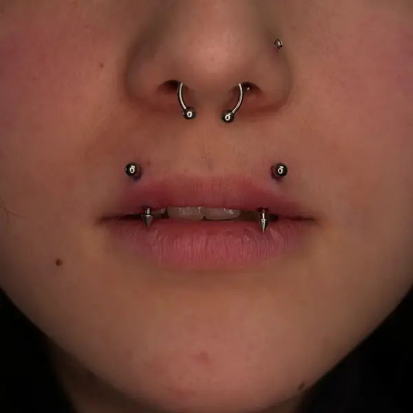 Septum piercing with a circular barbell, snake bites, and a nostril piercing by T (Piercing Piranha) at Modified Tattoo Gallery in Winter Park, FL
